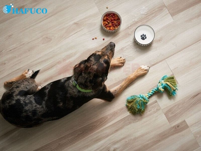 Móng thú cưng có thể làm trầy xước sàn nhựa của bạn