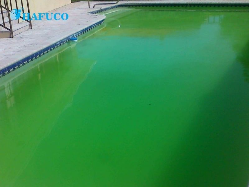 Nguyên nhân nước bể bơi bị rêu tảo